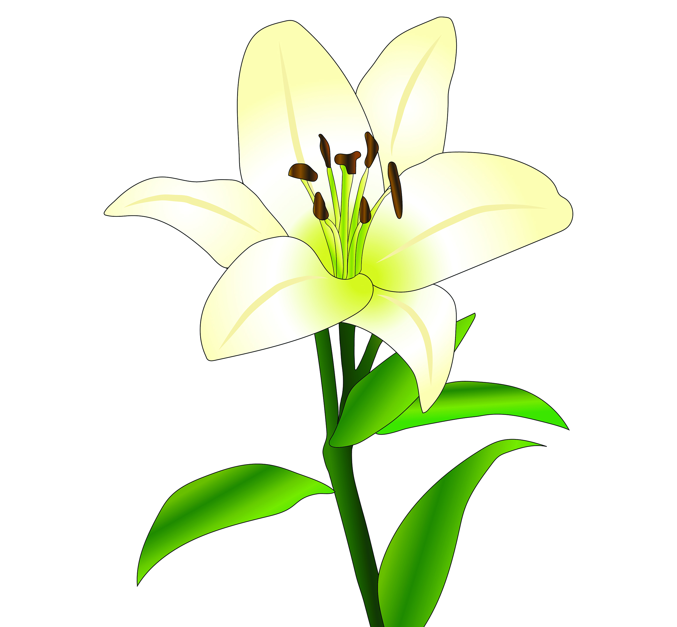 Cliparty - lilie